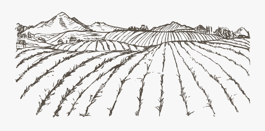 Transparent Rice Plant Clipart - Field Sketch Png , Free Transparent