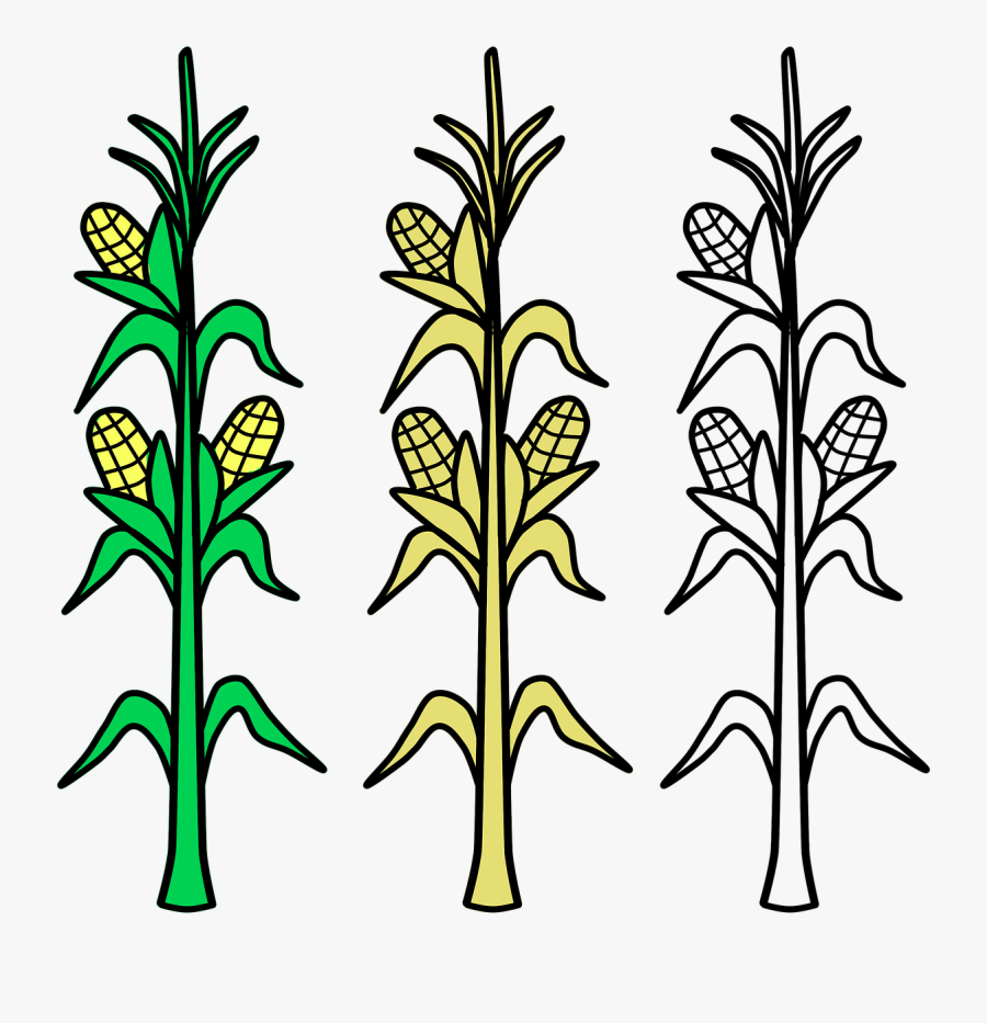 Corn Stalk Clipart Black And White, Transparent Clipart