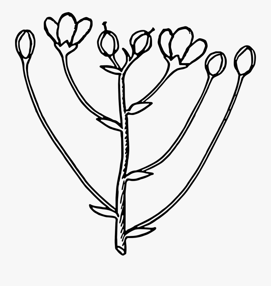 Free Clip Art "cyme - Black And White Bud Clipart, Transparent Clipart