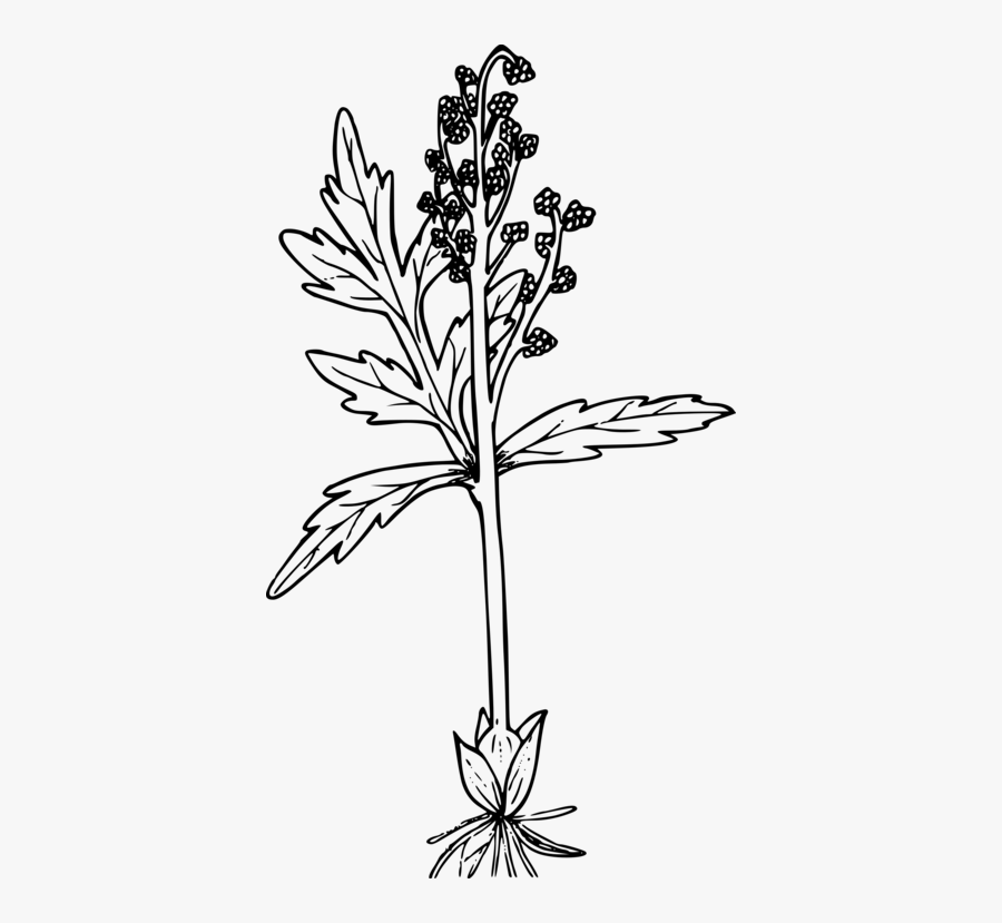 Botany,plant,flower, Transparent Clipart