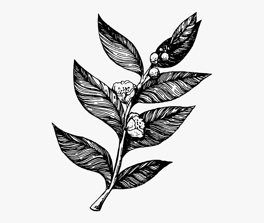 Plant Clip Art Black And White, Transparent Clipart