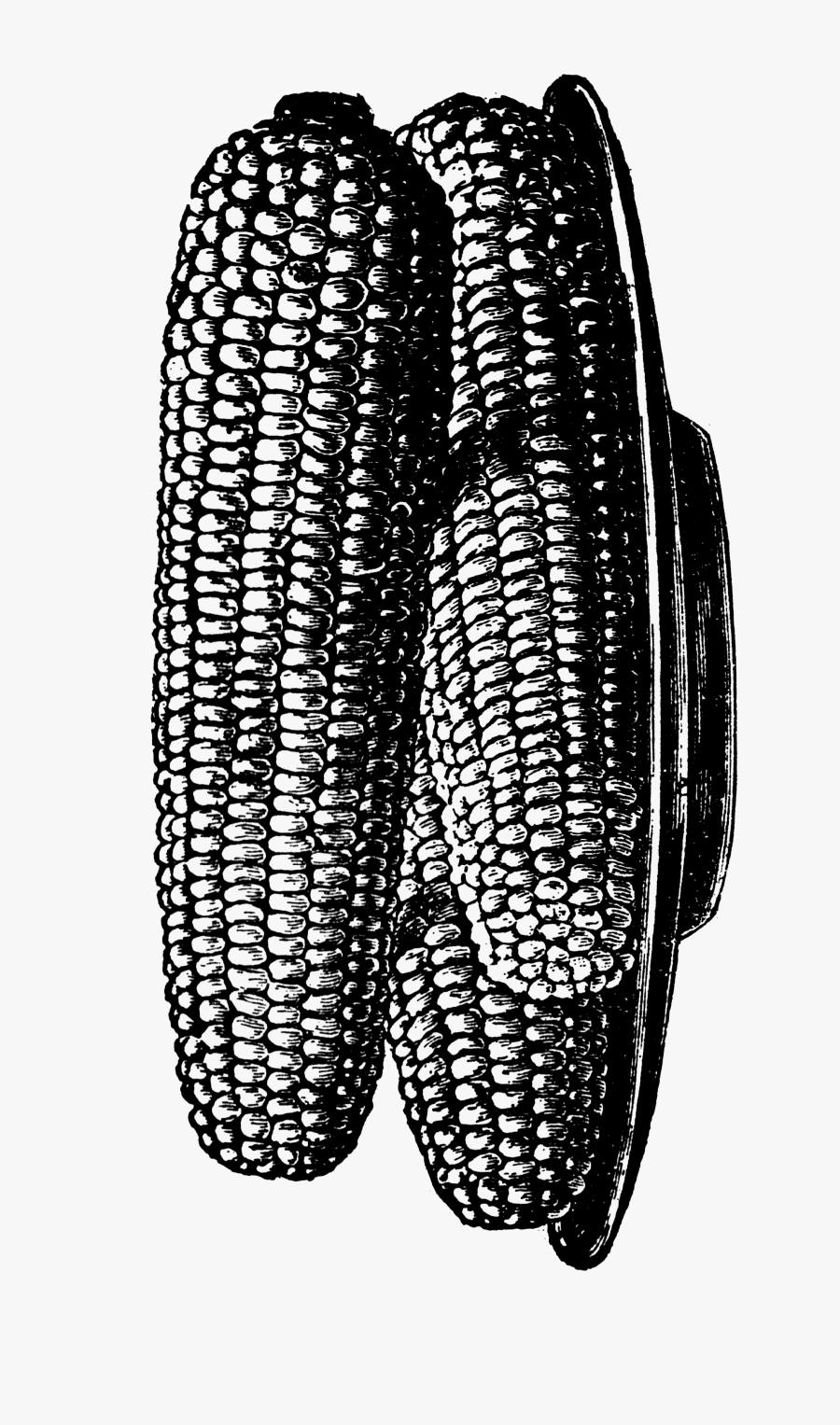 Corn On The Cob Clip Art, Transparent Clipart