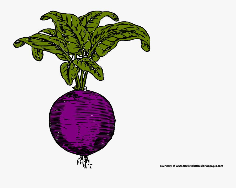 Beetroot Royalty Free Clipart, Transparent Clipart