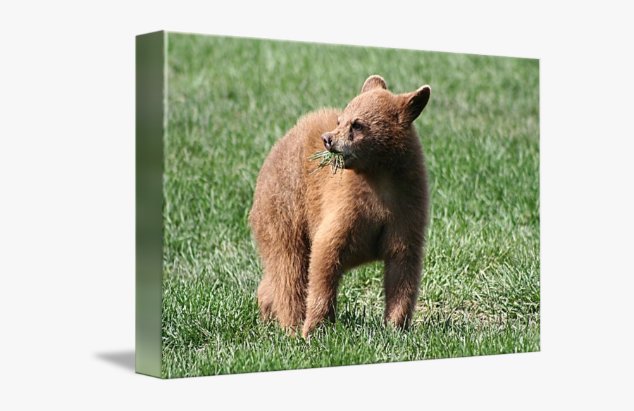 Clip Art By Teresa Zieba, Transparent Clipart