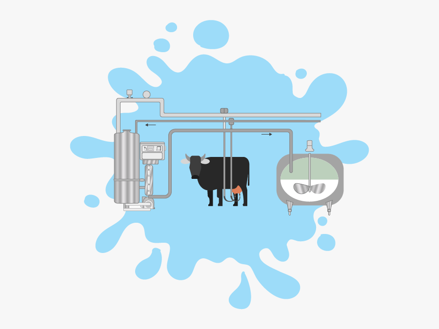 Mukhi Milking Process, Transparent Clipart