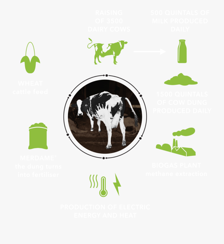 Dairy Cow Clip Art, Transparent Clipart