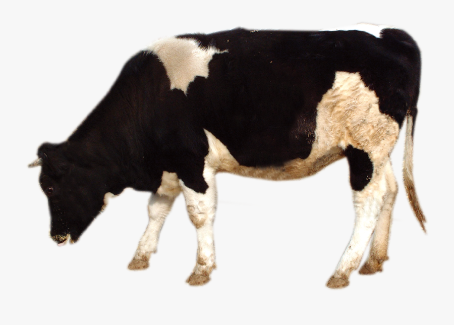 Clip Art Images Of Cows, Transparent Clipart