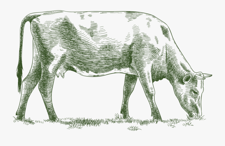 Grass Fed Beef, Transparent Clipart
