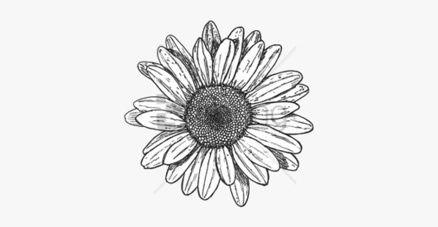 African-daisy, Transparent Clipart