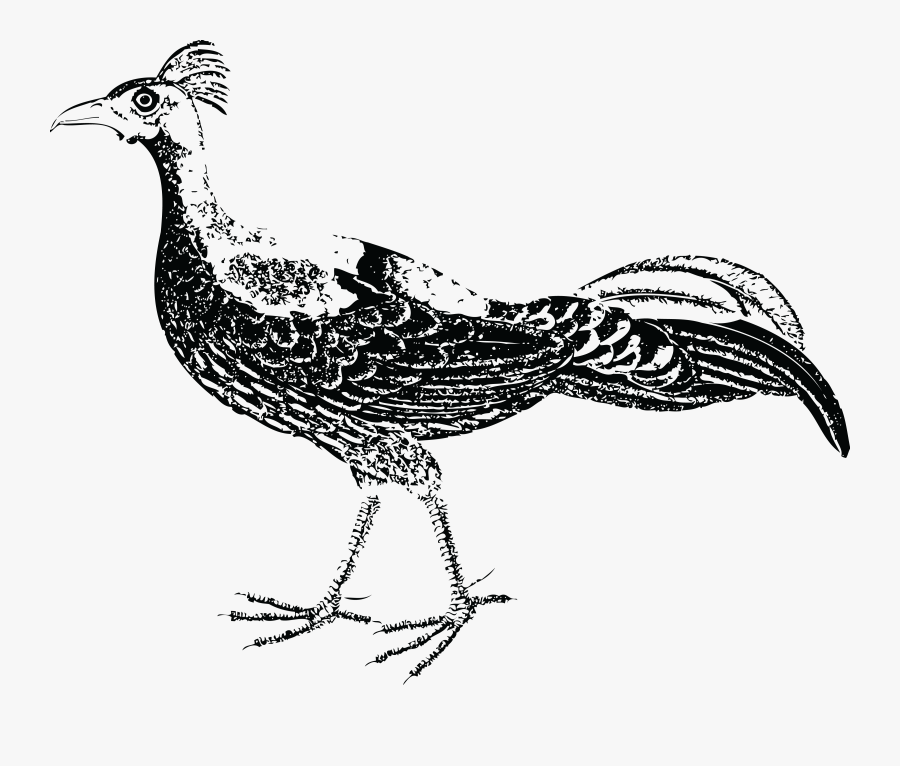 Pheasant Dirty Intentions Clip Art, Transparent Clipart