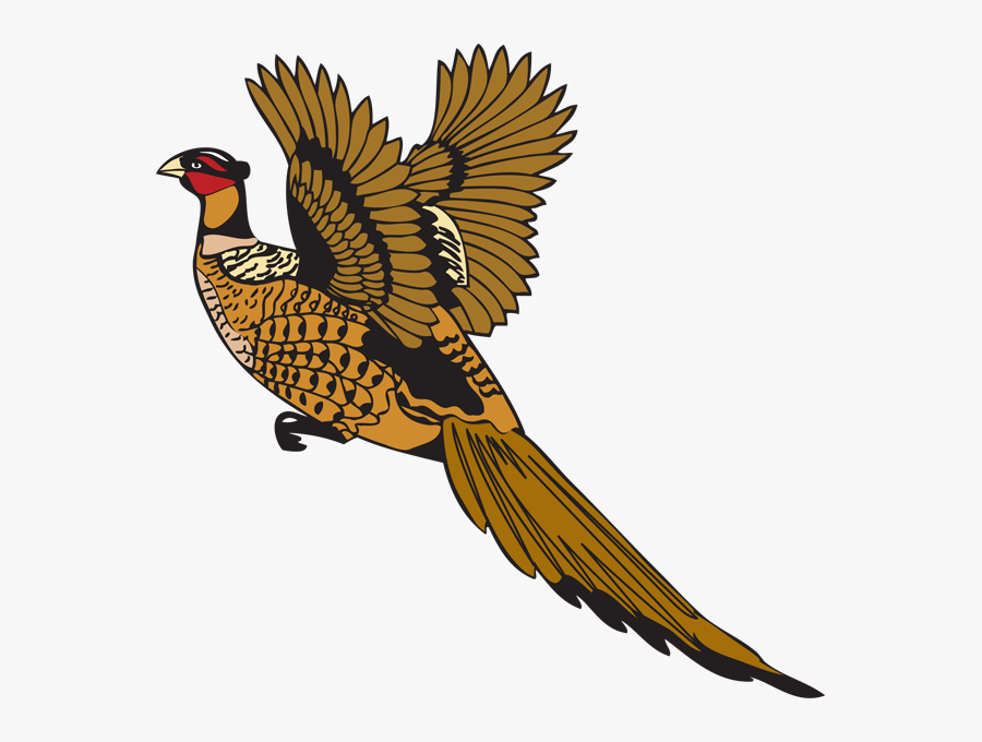Bird Feather Pheasant Drawing - Pheasant Vector, Transparent Clipart