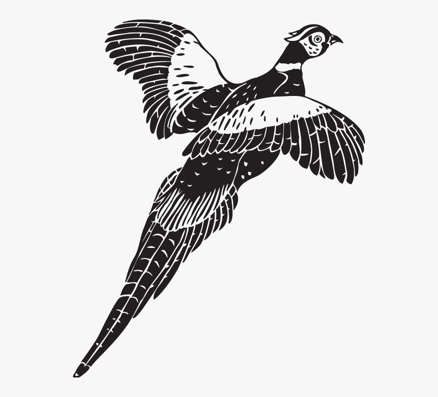 Pheasant Bird Photography Clip Art - Flying Pheasant Clipart Black And White, Transparent Clipart