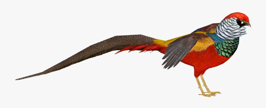Zoo Tycoon 2 Lady Amherst"s Pheasant Bird Golden Pheasant - Ring-necked Pheasant, Transparent Clipart