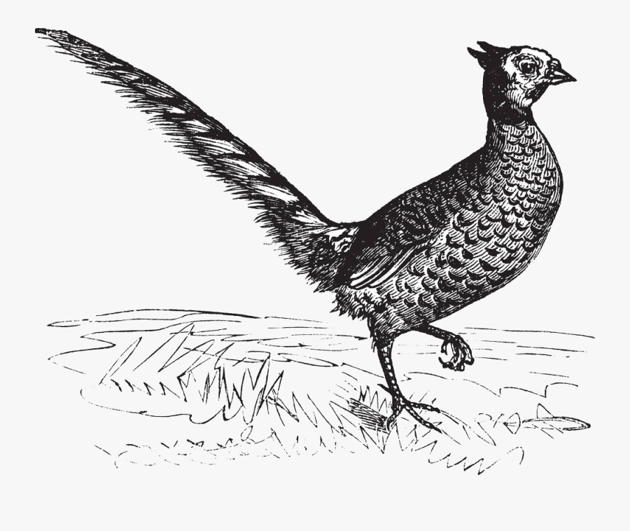 Drawing Pheasant Royalty-free Illustration - Ring-necked Pheasant, Transparent Clipart