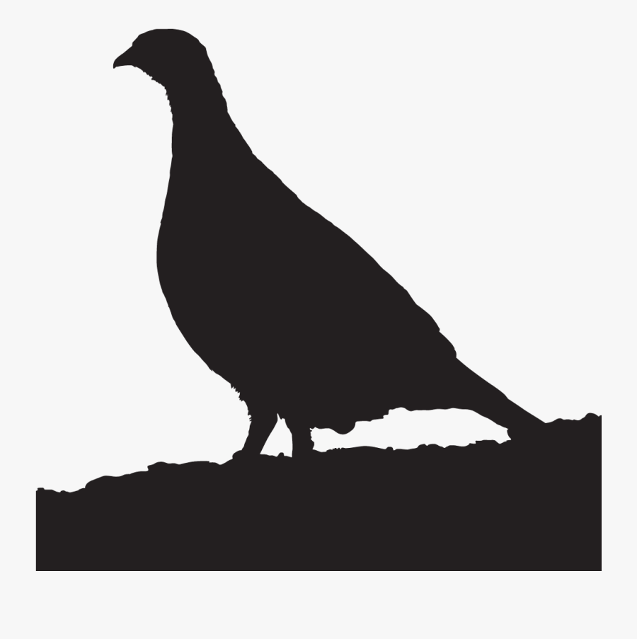 Image Freeuse Stock Pheasant Drawing Different Breed - All About Birds, Transparent Clipart