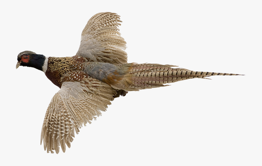 Ring-necked Pheasant Bird Gordon Setter Hunting - Ring Necked Flying Pheasant, Transparent Clipart