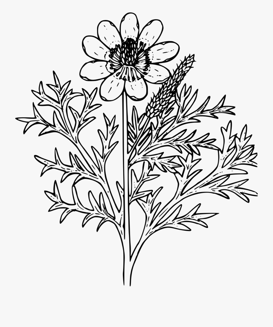 Pheasant"s Eye - Wildflower Outline Png, Transparent Clipart