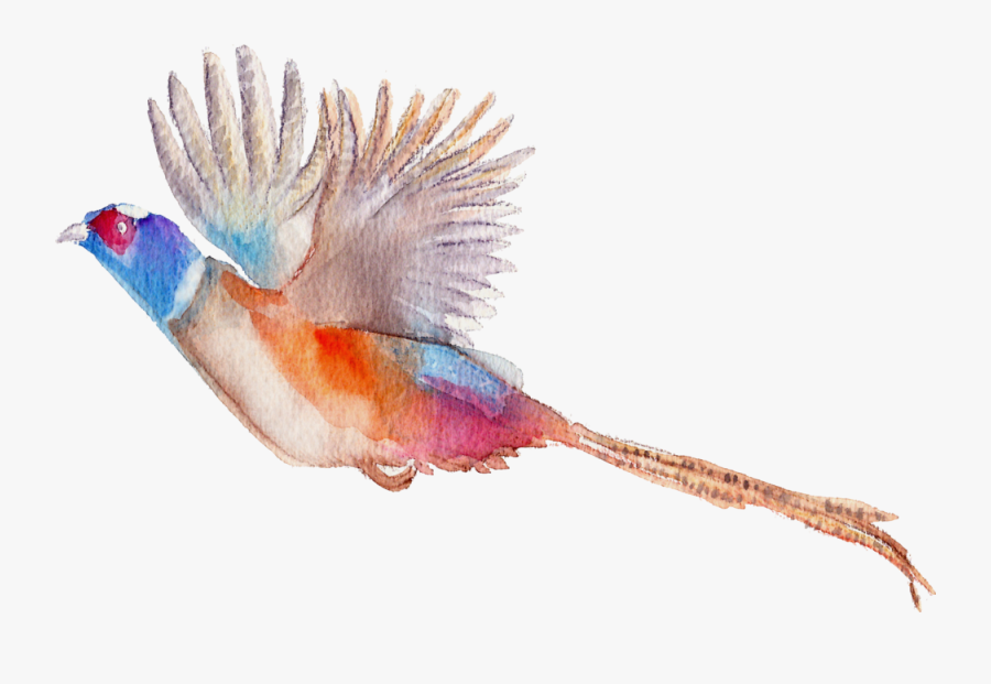 Jsquarepresents Flying Pheasant Clip Art, Transparent Clipart