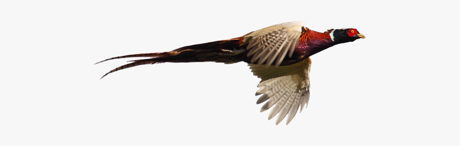 Pheasant Goose Cygnini Flight Bird - Pheasant Flying, Transparent Clipart