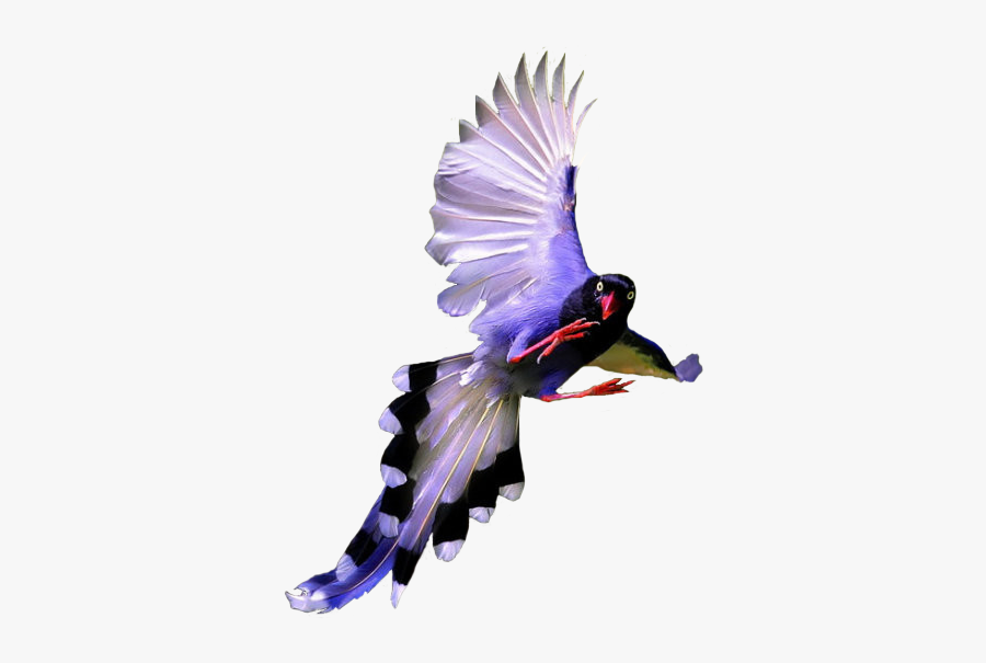 Fly Pheasant Png Download - Portable Network Graphics, Transparent Clipart