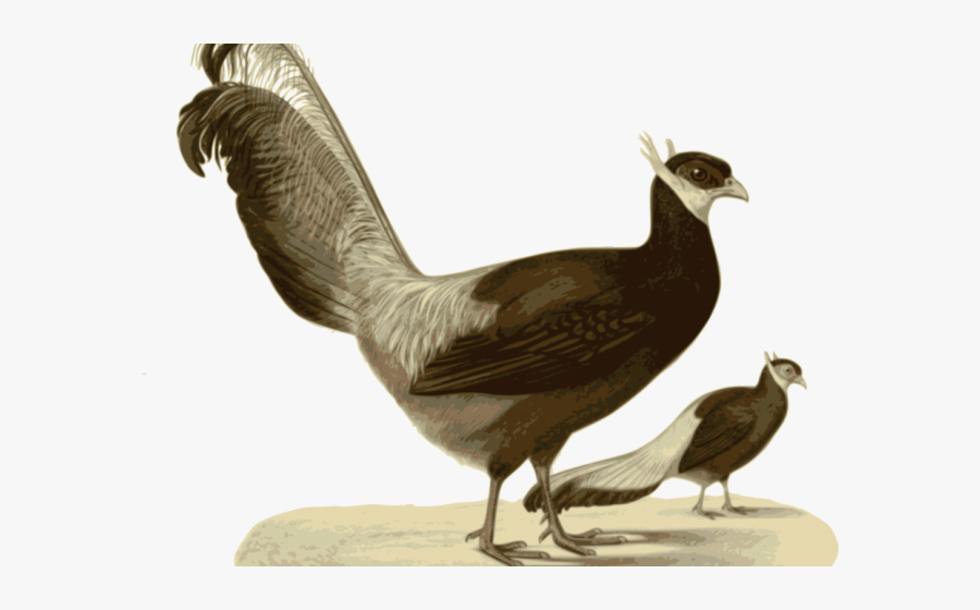 ไก่ฟ้า Png, Transparent Clipart