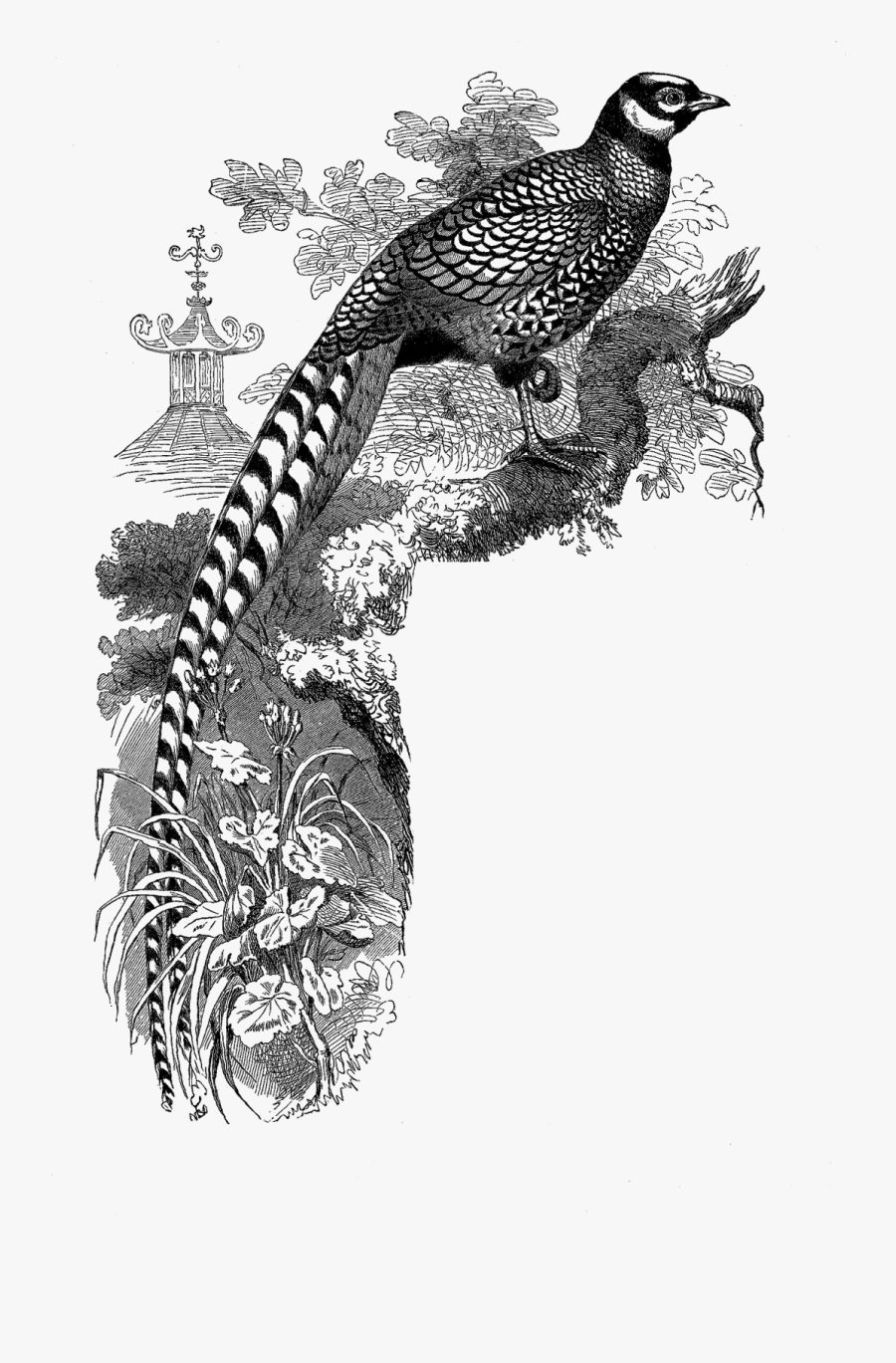 Reeves's Pheasant, Transparent Clipart