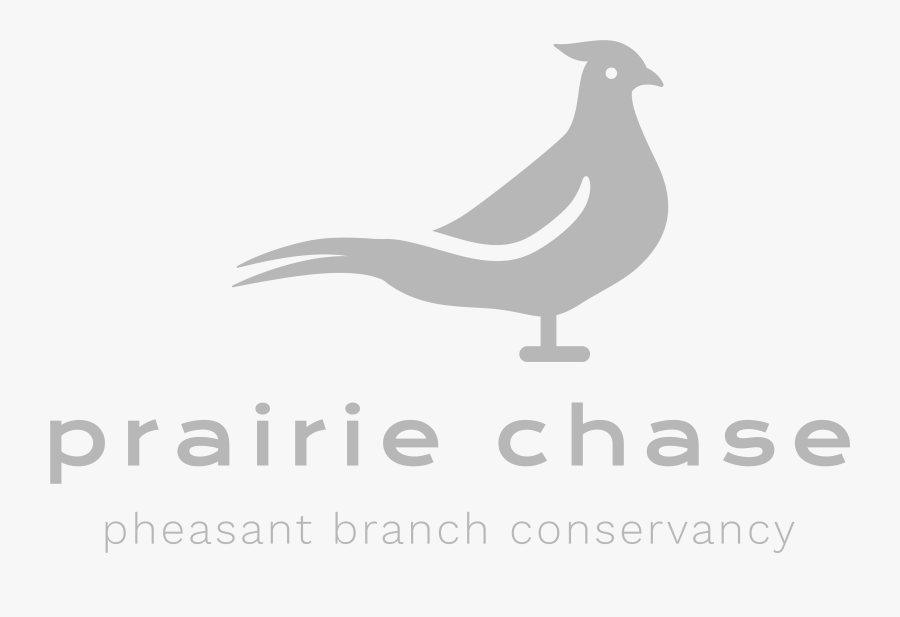 Seabird, Transparent Clipart