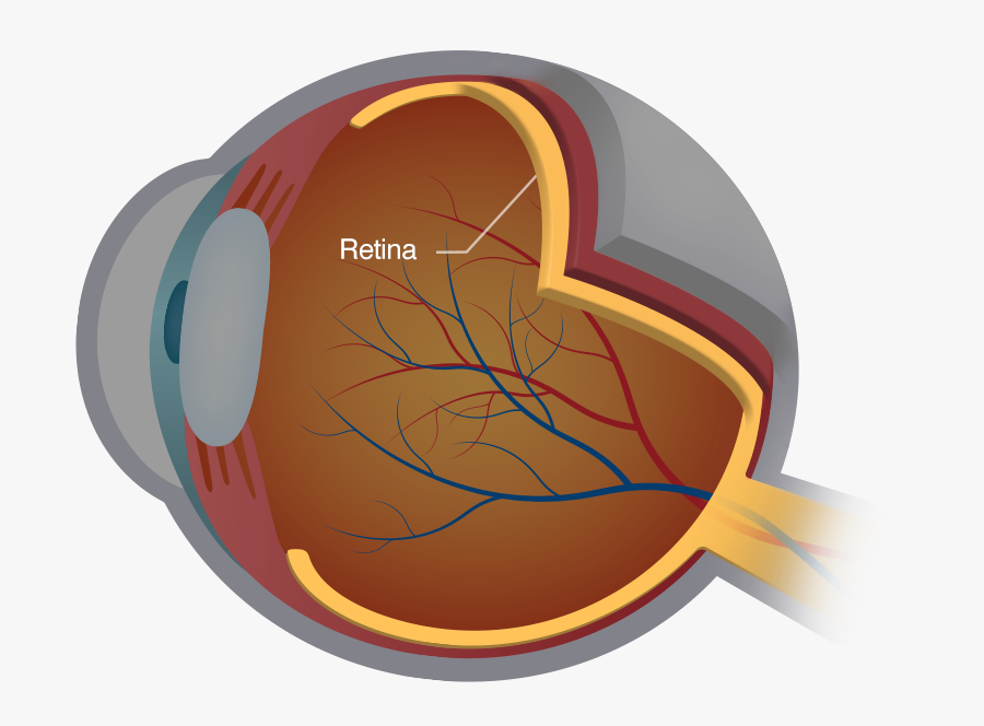 Diagram Of The Retina - Disease Retina, Transparent Clipart