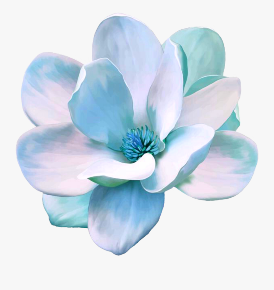Transparent Magnolia Clipart - Magnolia Flower Illustration, Transparent Clipart