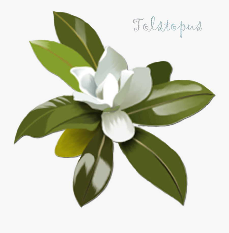 Clip Art Transprent Png Free Download - Magnolia With Transparent Background, Transparent Clipart