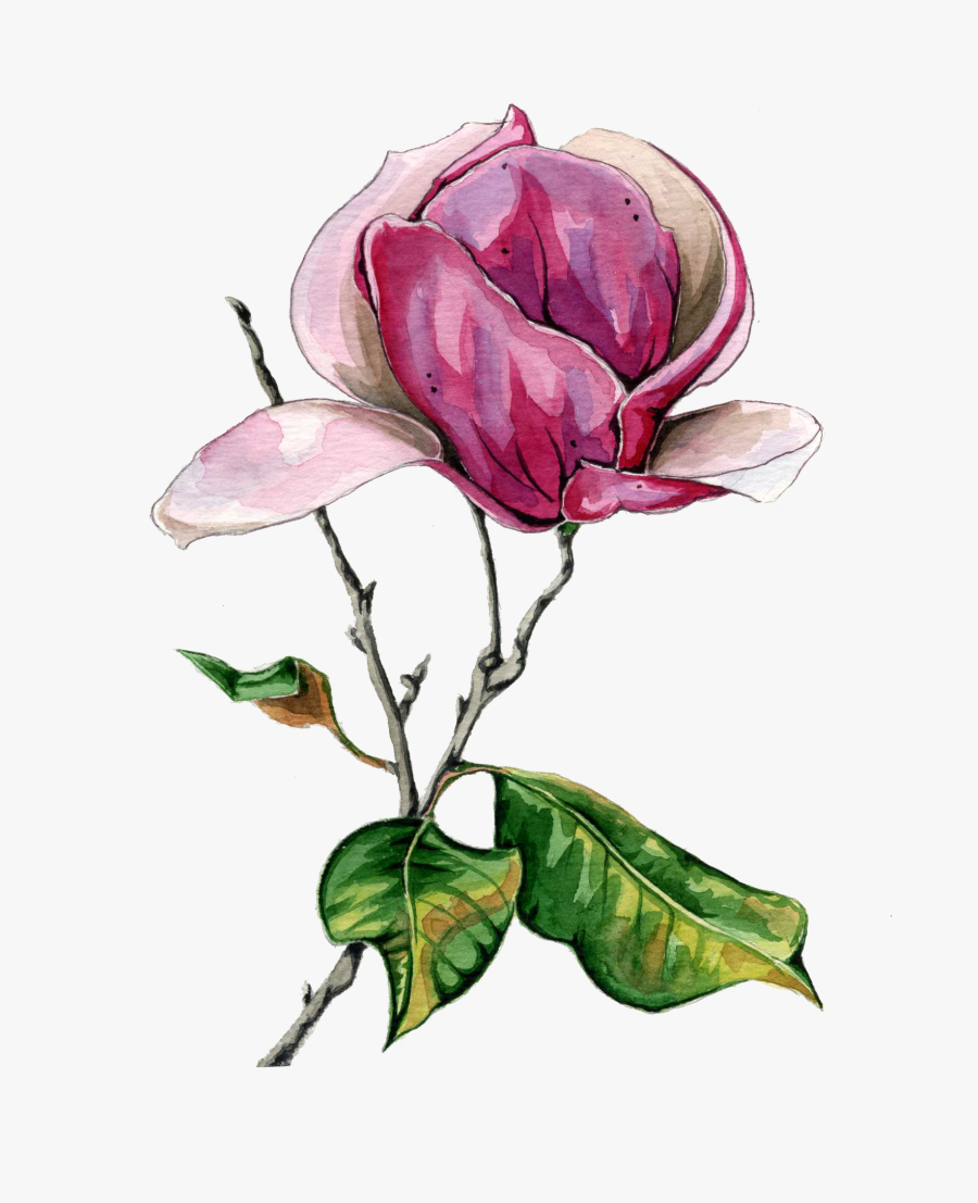 Floribunda, Transparent Clipart