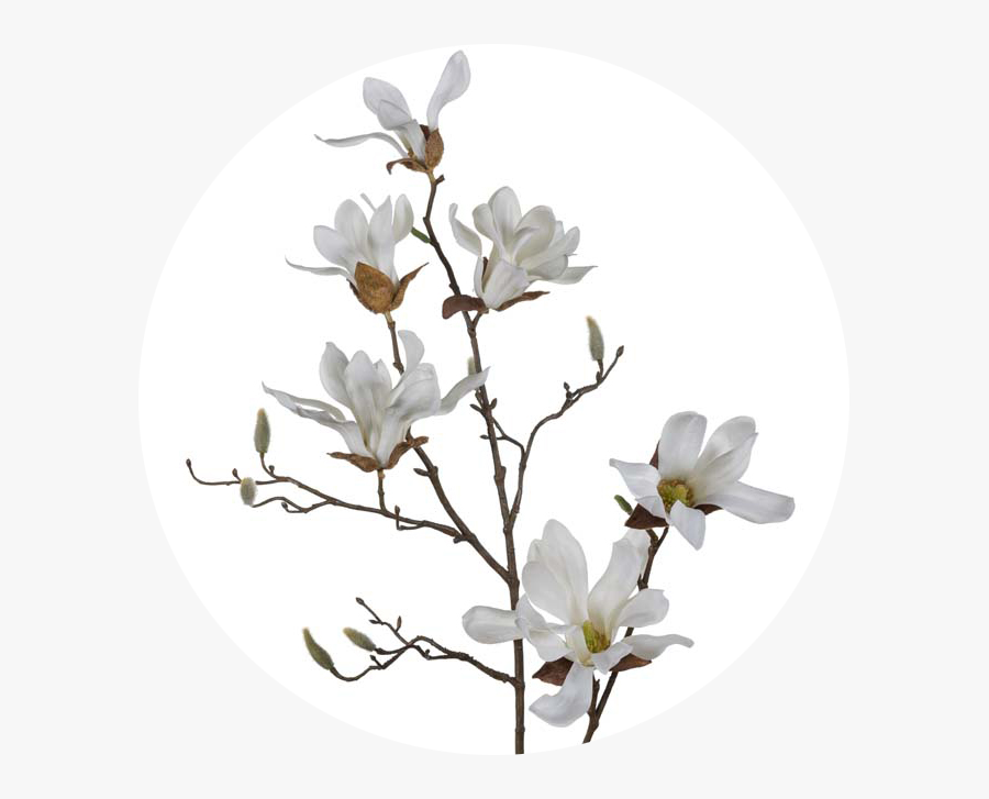 Magnolia, Transparent Clipart