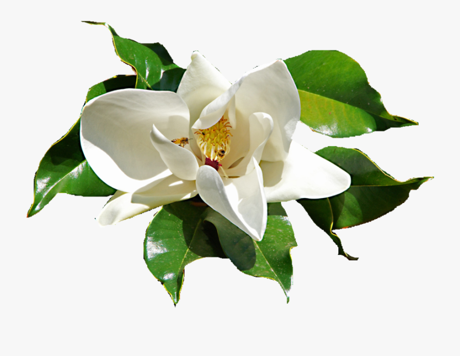 Library Sacred Blossoms Daphne Ⓒ - Gardenia Png, Transparent Clipart