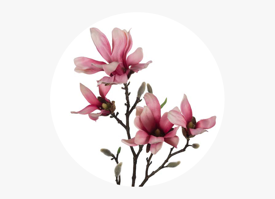 Chinese Magnolia, Transparent Clipart