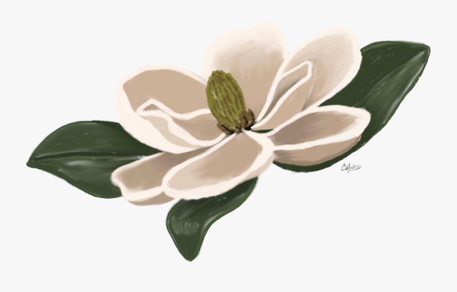 #flower #magnolia #floral #freetoedit - Southern Magnolia, Transparent Clipart