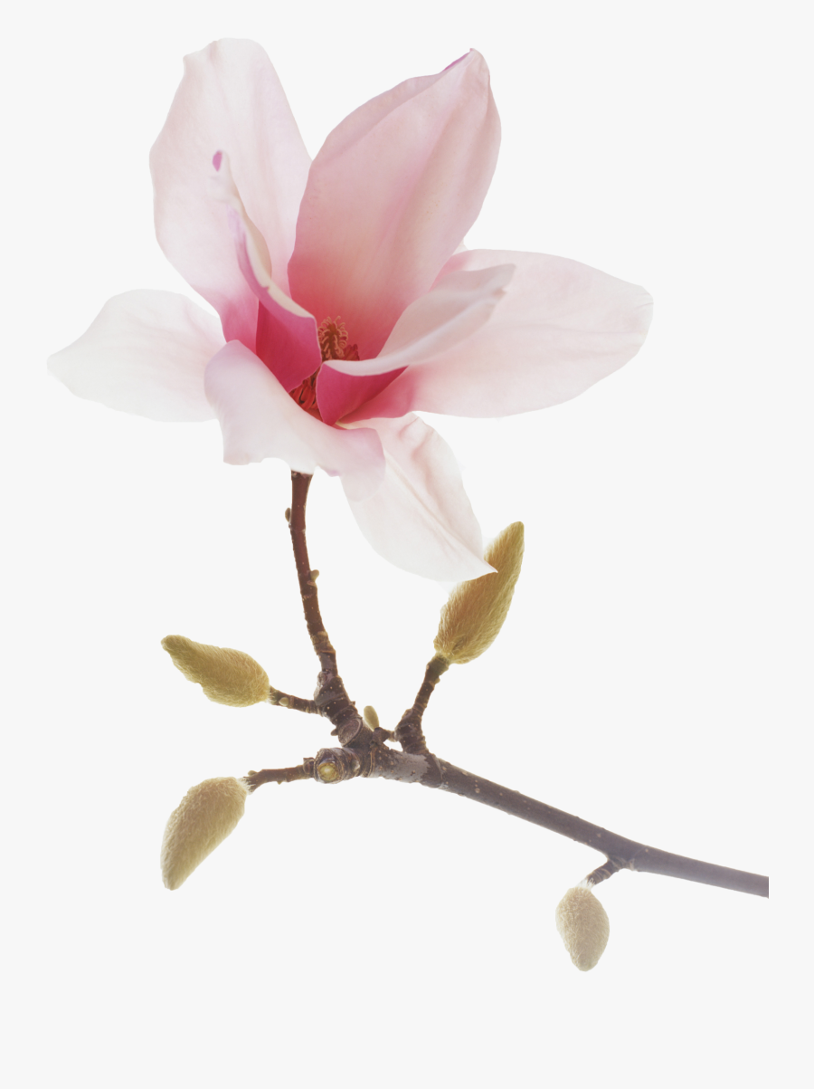 Spiritual Pinterest And - Transparent Magnolias Png, Transparent Clipart