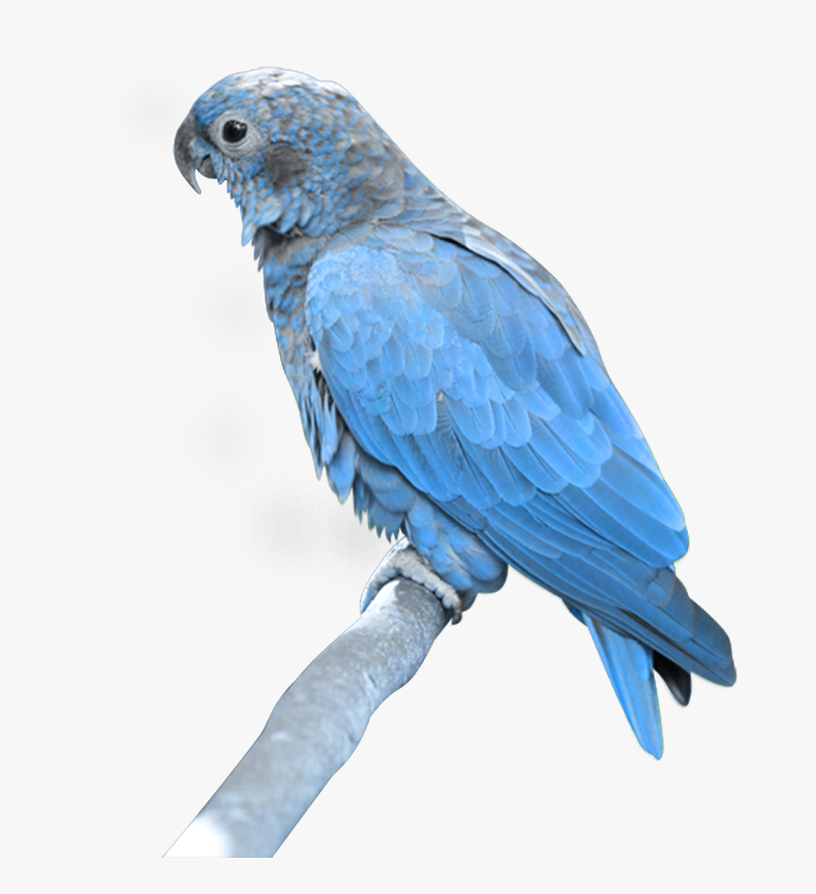 Clip Art Transparent Picture Transparentpng - Parrot Png, Transparent Clipart