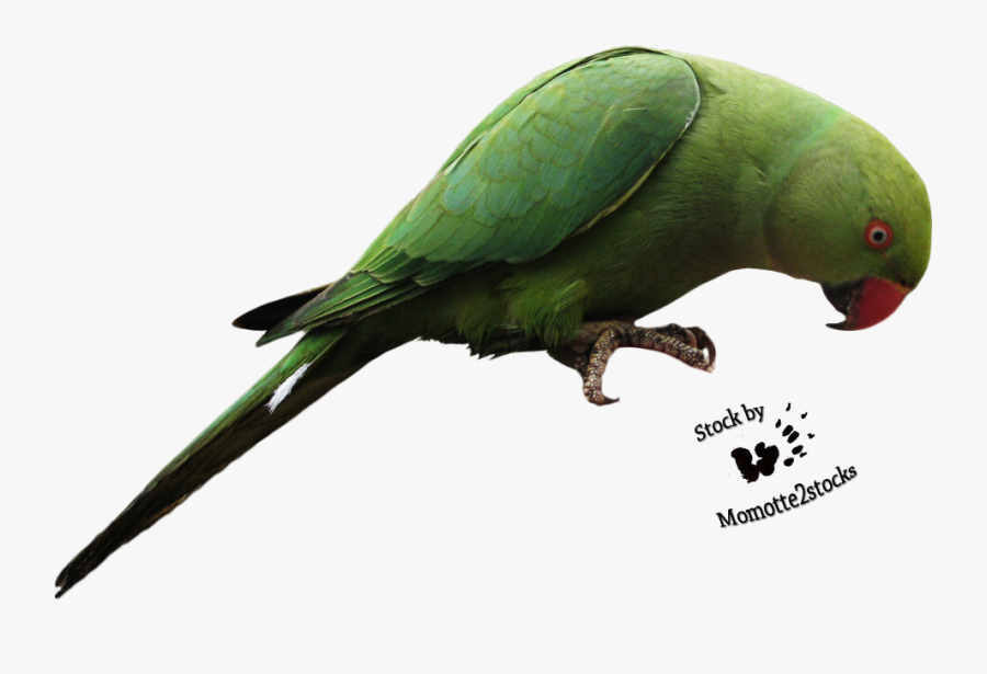 Download Parrot Transparent - Parrot Transparent .png, Transparent Clipart