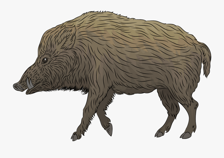 Boar, Transparent Clipart