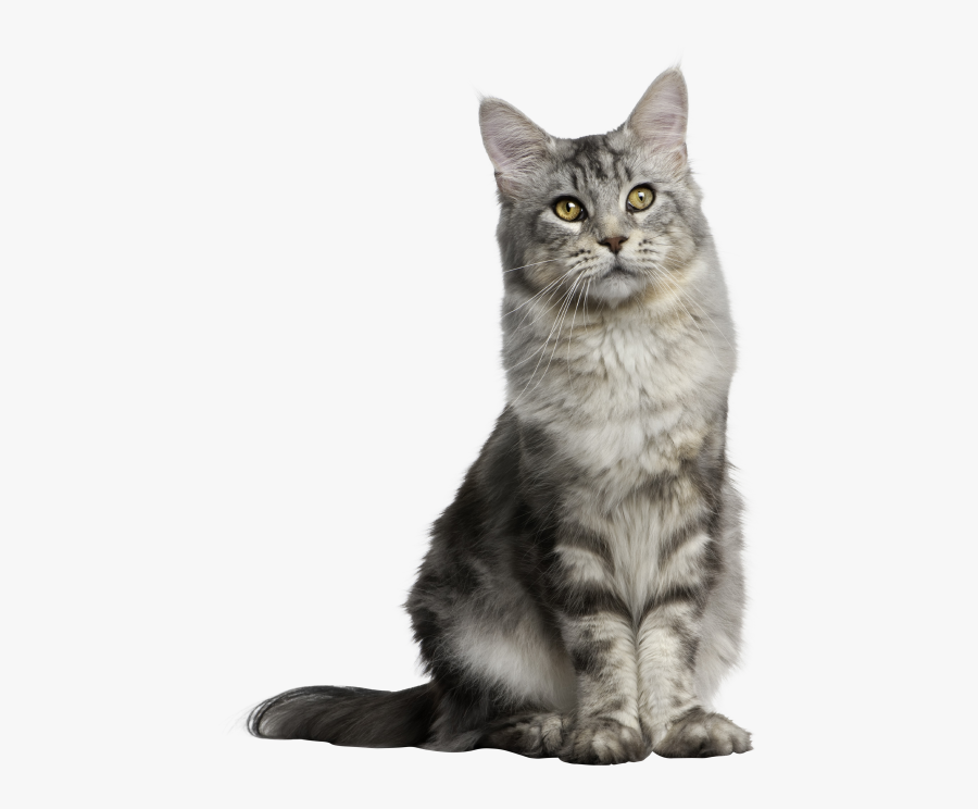 Gray Long Hair Cat - Cat Sitting Up Straight, Transparent Clipart