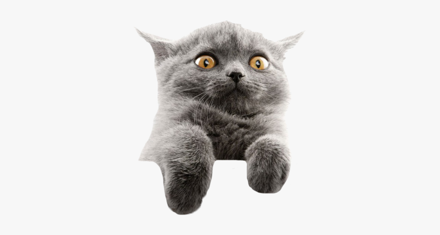 #funny #cat #meme #editit #cool #freetoedit - British Shorthair Kitten Yellow Eyes, Transparent Clipart