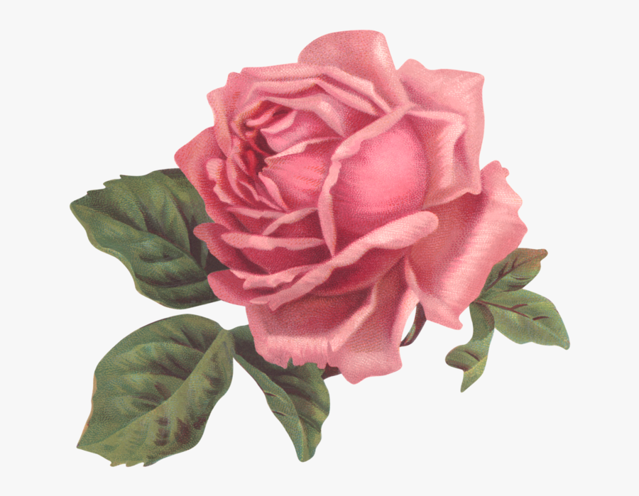 Vintage Transparent Pink Flowers, Transparent Clipart