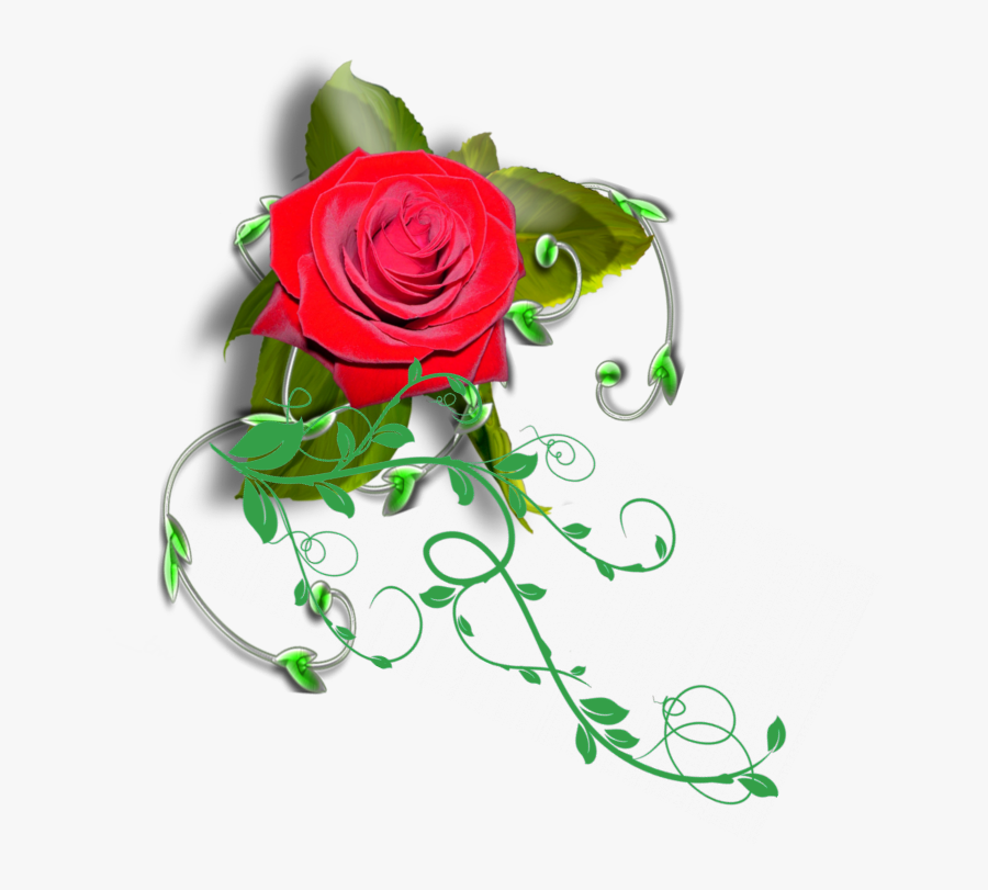 Transparent Rose Vines Png - Garden Roses, Transparent Clipart