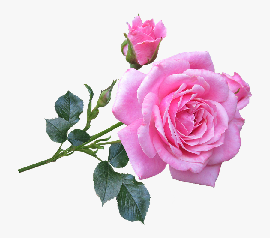 Pink Rose - Pink Rose Good Morning, Transparent Clipart