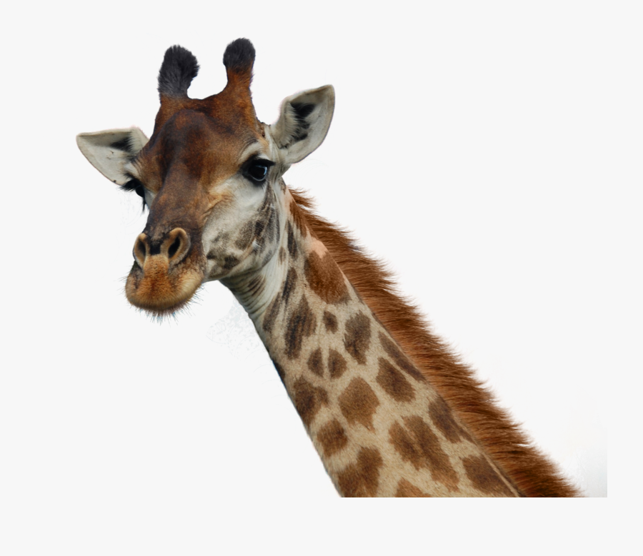 Giraffe Png Pic - Transparent Background Giraffe Head Png, Transparent Clipart