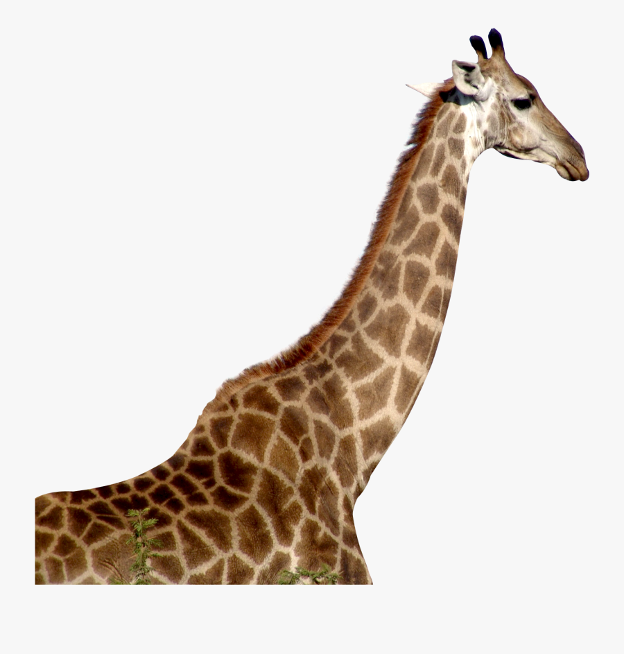 Giraffe Download Png - Png Girafe, Transparent Clipart