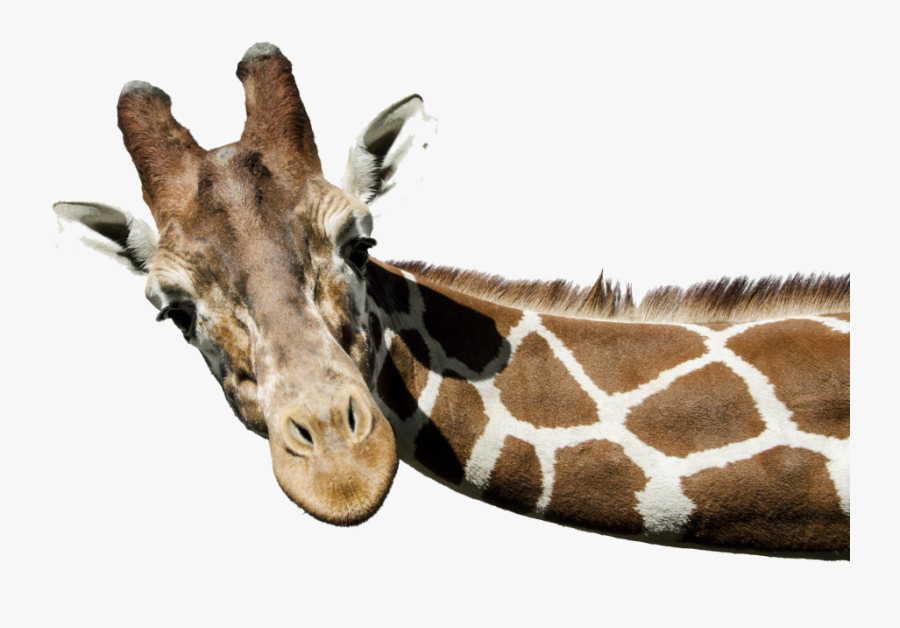 Giraffe Png Free Download - Giraffe Png, Transparent Clipart