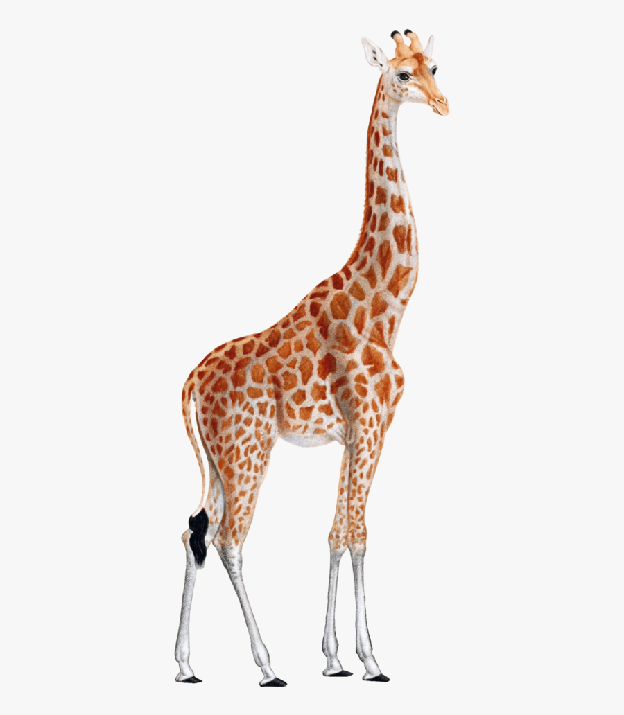 Giraffe Clipart, Transparent Clipart