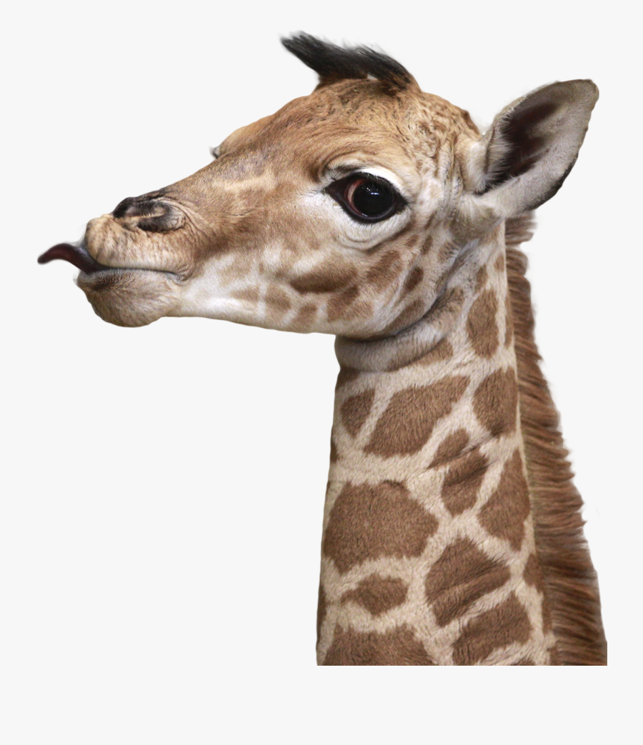 Transparent Giraffe Head Png - Giraf Png, Transparent Clipart
