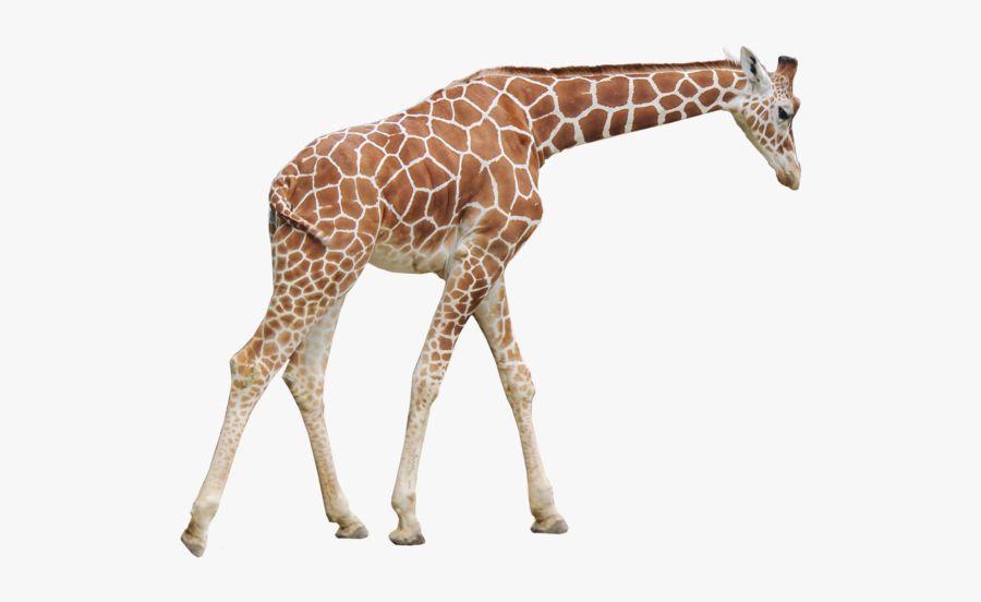 Giraffe Png, Transparent Clipart
